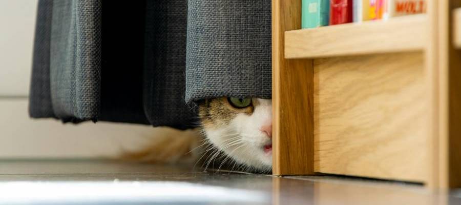 cat hiding in closet