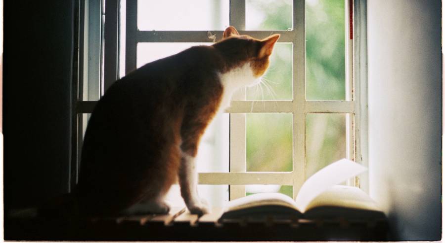 story scenes cat and books 2