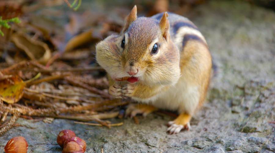 closeup of chipmunk chipmunk to illustrate page on writing animal poems
