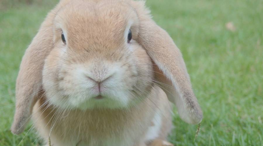 closeup of rabbit closeup of rabbit, illustrating page on animal poems