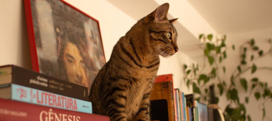 cat on bookshelf cat on bookshelf