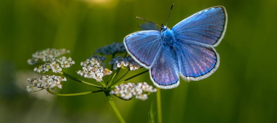 butterfly illustrating descriptive detail butterfly illustrating descriptive detail