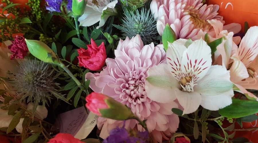 closeup of flowers closeup of flowers