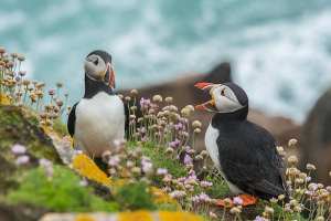 puffins which appear to be talking, representing fictional dialogue