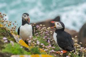 puffins which appear to be talking, representing fictional dialogue puffins which appear to be talking, representing fictional dialogue