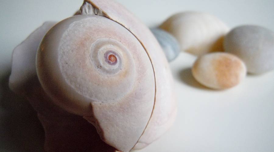 seashells, illustrating page on found poetry seashells, illustrating page on found poetry