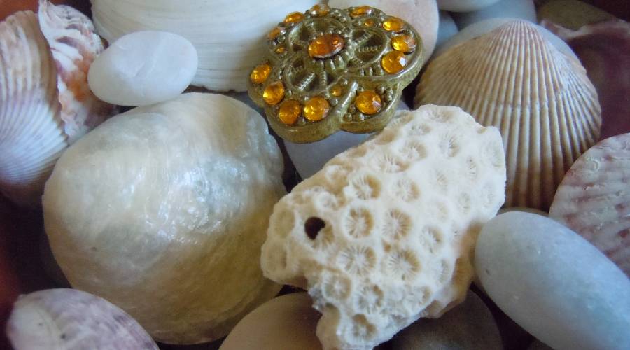 seashells and coral in plate seashells in plate, illustrating page on found poetry