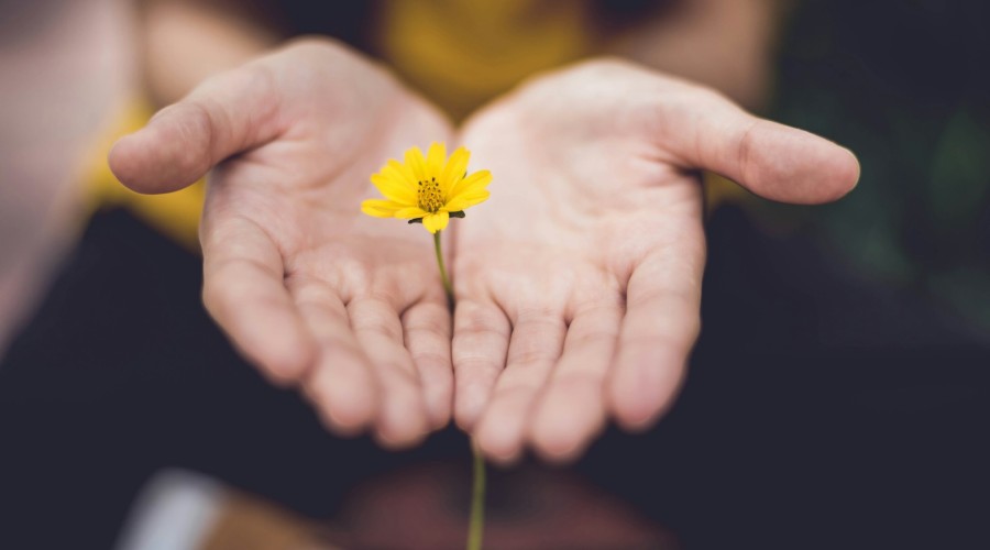 how to teach creative writing - hands cupping flower