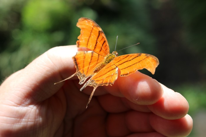 person holding butterfly, to illustrate page on how to teach writing and resources for creative writing teachers