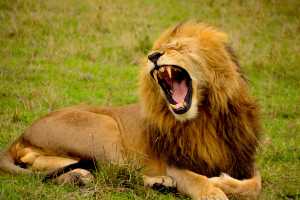 a lion, representing interesting story ideas a lion, representing interesting story ideas
