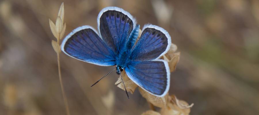 butterfly representing description writing course