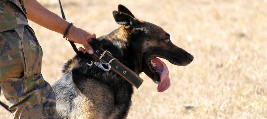 police dog police dog