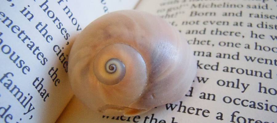 seashell in open book seashell in book to illustrate page on publishing fiction