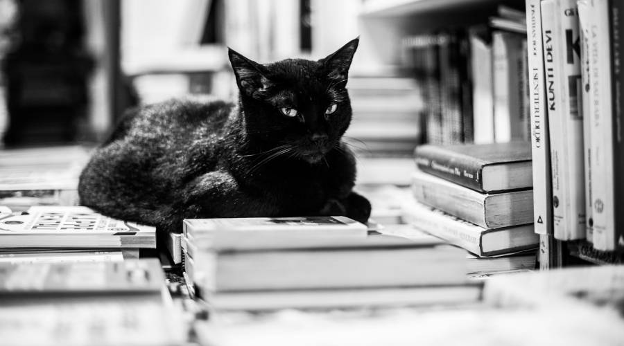 cat and books cat and books