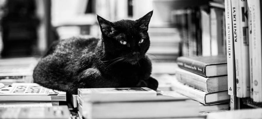 cat and books cat and books