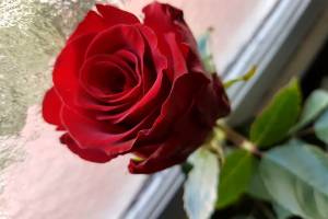 a rose, representing romance story ideas a rose, representing romance story ideas