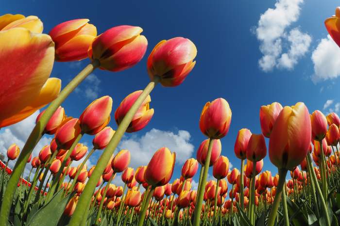 field of tulips, representing story ideas