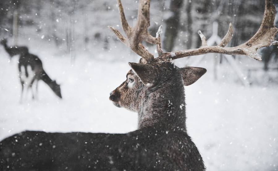 deer in snow