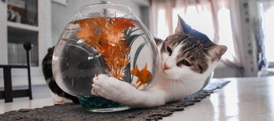 cat watching goldfish, illustrating suspense writing course
