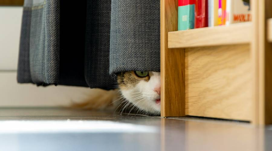 cat hiding in closet cat hiding in closet