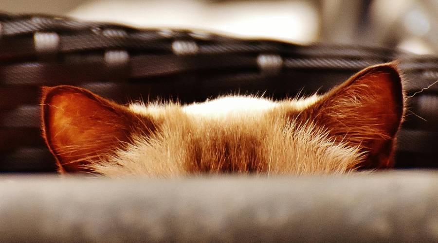 ears of hidden cat cat ears
