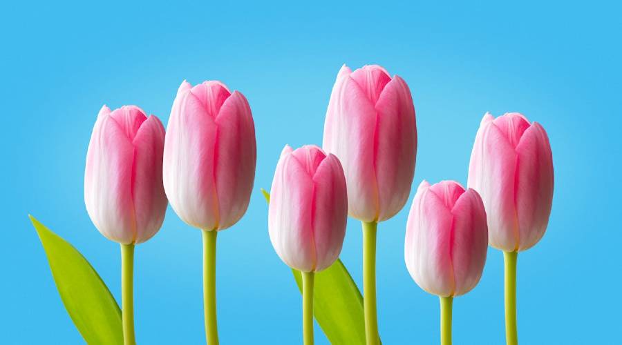 how to write a sestina - six tulips