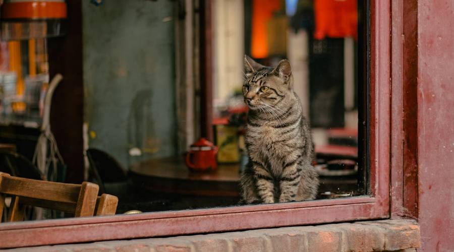 cat in window of house cat in window of house