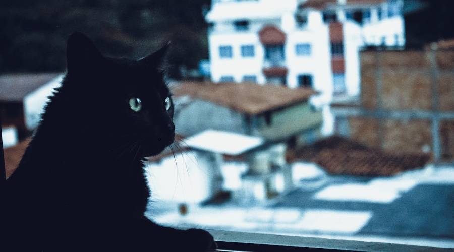 closeup of cat in window closeup of cat in window